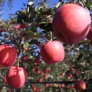 우경농원 이미지