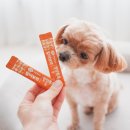 뇌세포 톡톡 미술 놀이 | 강아지 영양제 장 건강 케어 후기