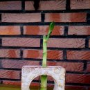 반려식물 원예아트 이미지