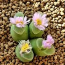 꽃의계절 이미지