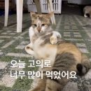 모장 | 시흥은계지구 맛집 청모장소추천 투파인드피터 은계점 후기