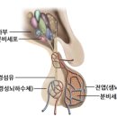 바른머리연구소