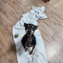 동물보육원 대전서구갈마지부 이미지