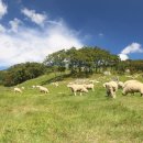 운정목장 이미지