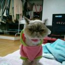 고양이 미용실 네이버블로그