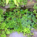 빗물 화장실 이미지