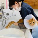 고양이 미용& 호텔 우연히, 캣 이미지