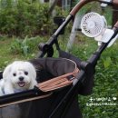 개팔자 상팔자 이미지