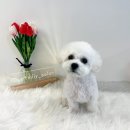 펫밀리쌀롱 이미지