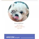 댕블리스 이미지