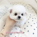 허니퍼피 이미지