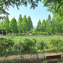 하천섬(솔밭) 이미지