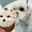몽또 | [부천] 세젤귀 강아지케이크샵 ‘몽또’🐶🧁