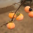 부수지공원 이미지