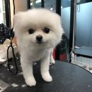 Just Grooming 이미지