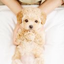 충무로애견 이미지