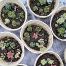 효심 농장 이미지