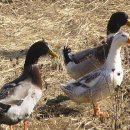 청화오리 이미지