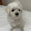 동해애견센터 이미지