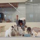 410 | 마곡고양이카페 추천! 아이와 함께 다녀온 부타캣 강서점 후기 (공간분리/가운비치)
