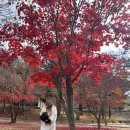 끝가을과 겨울의 시작에 자운서원 단풍 구경하고왔어요🍁🍂(feat. 파스쿠찌봉일천점)
