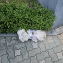 영통동물병원 | 수원/곡반정/영통 튼튼동물병원 강아지 포메 건강검진+치석제거+ 지방종 제거 수술 만족 후기 !