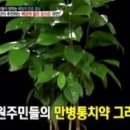 그라비올라 이미지