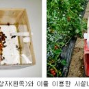 귀농영농 곤충▒화분매개-투명상자 안의 뒤영벌이 좋은 이유 이미지