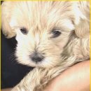 부산강아지분양 드림독 안심분양센터 부산점 이미지