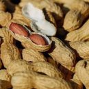 땅콩이네 이미지