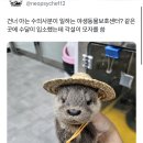 야생동물센터에 수달 들어왔는데 각설이 모자 씌움 이미지