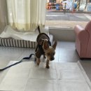 나의 반짝 그루밍 이미지