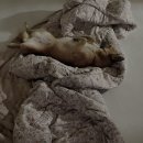 공굴러 가유 | 2024년 5월 강아지들은 어떻게 보냈을까?