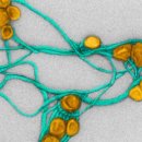 [科學카페] 호중구(好中球)와 <b>코로나</b><b>19</b>
