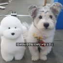 그랜드 애견 미용 이미지