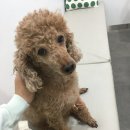 수아동물병원 이미지