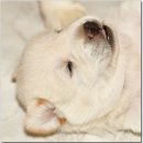 꼬맹이