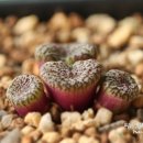 스테이너와 이미지