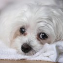 마레동물병원 이미지