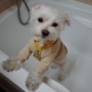 도그바이러스 이미지