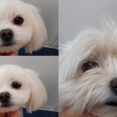 간지나개 이미지