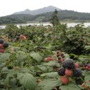 주동농장 이미지