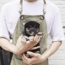 루이몽 - 8515 | 초등학생 아들이랑 함께! 전주시바견입양후기