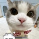 봄씨