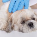 안산동물약국 이미지