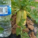 장수유기질 이미지