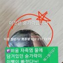 청샘가 이미지