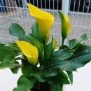 다혜꽃방 이미지