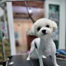 영블리 펫살롱 이미지