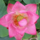 안녕고래 이미지